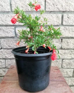 Pomegranate Miniature/Punica granatum var Nana in 17cm black plastic pots