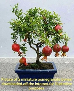 Pomegranate Miniature/Punica granatum var Nana in 17cm black plastic pots