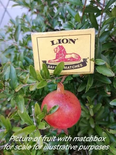 Pomegranate Miniature/Punica granatum var Nana in 17cm black plastic pots