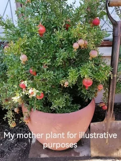 Pomegranate Miniature/Punica granatum var Nana in 17cm black plastic pots