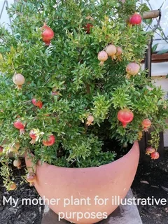 Pomegranate Miniature/Punica granatum var Nana in 17cm black plastic pots