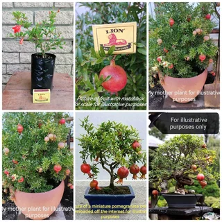 Pomegranate Miniature/Punica granatum var Nana in 750ml plant bags