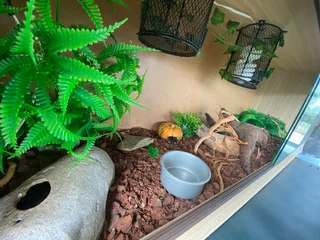 Reptile tank