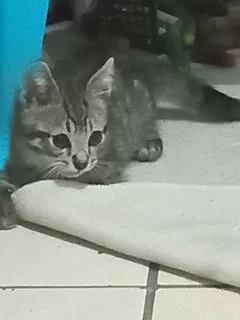 Kittens - Ad posted by Lauren Jones