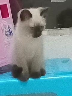 Kittens - Ad posted by Lauren Jones