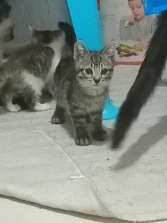 Kittens - Ad posted by Lauren Jones