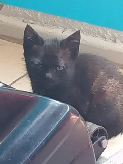 Kittens - Ad posted by Lauren Jones