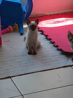 Kittens - Ad posted by Lauren Jones