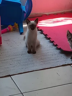 Kitten - Ad posted by Lauren Jones