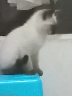 Kitten - Ad posted by Lauren Jones