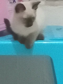 Kitten - Ad posted by Lauren Jones