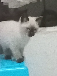 Kitten - Ad posted by Lauren Jones