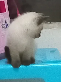 Kitten - Ad posted by Lauren Jones