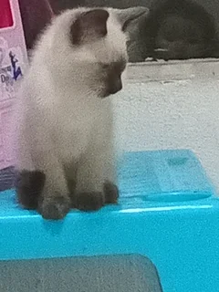 Kitten - Ad posted by Lauren Jones