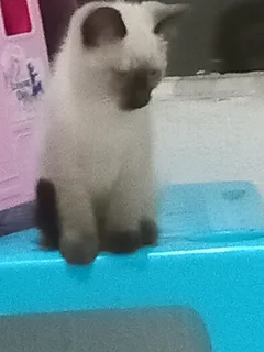 Kitten - Ad posted by Lauren Jones