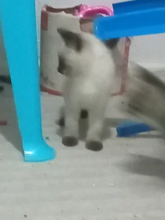 Kitten - Ad posted by Lauren Jones