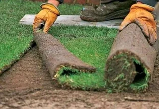 Kikuyu grass and etc