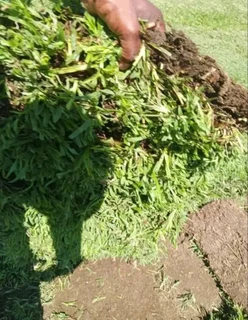 Kikuyu, Buffalo, Lm Berea graas and etc