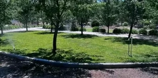 Kikuyu, Buffalo, Lm Berea graas and etc