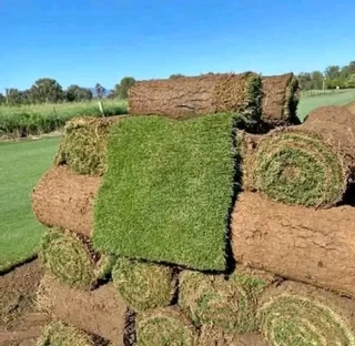 Kikuyu, Buffalo, Lm Berea graas and etc