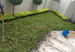 Kikuyu, Buffalo, Lm Berea graas and etc