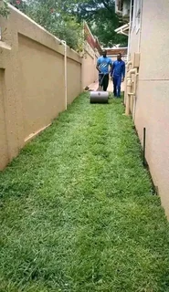 Kikuyu, Buffalo, Lm Berea graas and etc