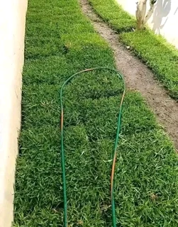 Kikuyu, Buffalo, Lm Berea graas and etc