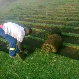 Kikuyu, Buffalo, Lm Berea graas and etc