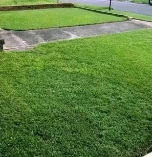 Kikuyu, Buffalo, Lm Berea graas and etc