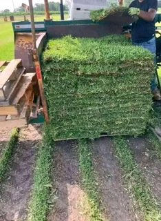 Kikuyu, Buffalo, Lm Berea graas and etc