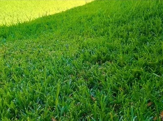 Kikuyu grass and etc