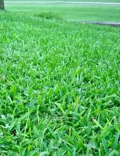 Kikuyu grass and etc