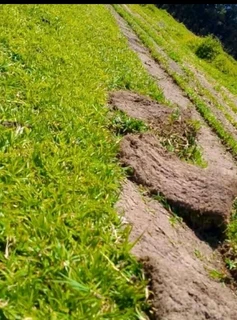 Kikuyu grass and etc