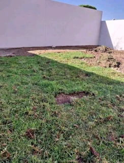 Kikuyu grass and etc