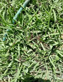 Kikuyu grass and etc