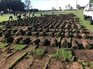 Kikuyu grass and etc