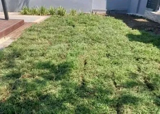 Kikuyu grass and etc