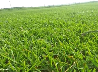 Kikuyu grass and etc