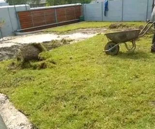 Kikuyu grass and etc