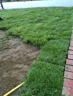 Kikuyu grass and etc