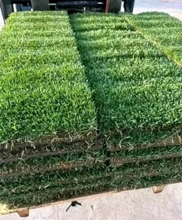 Kikuyu grass and etc