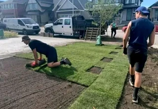 Kikuyu grass and etc