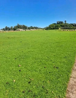 Kikuyu grass and etc