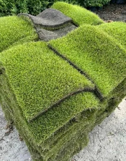 Kikuyu grass and etc