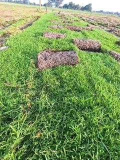 Kikuyu grass and etc