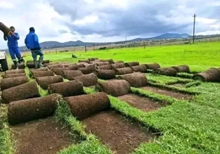 Kikuyu grass and etc