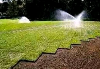 Kikuyu grass and etc