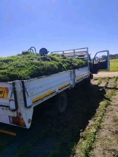 Kikuyu grass and etc