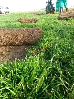 Kikuyu grass and etc