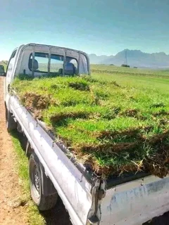 Kikuyu grass and etc